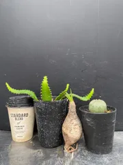 G064 「イベント品」3株セット　P.グラキリスなど　塊根+多肉植物セット【内容は写真を要確認・発根未確認・塊根植物・多肉植物・サボテン】のサムネイル