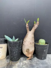 G066 「イベント品」3株セット　P.グラキリスMなど　塊根+多肉植物セット【内容は写真を要確認・発根未確認・塊根植物・多肉植物・サボテン】のサムネイル