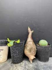 G067 「イベント品」3株セット　P.グラキリスMなど　塊根+多肉植物セット【内容は写真を要確認・発根未確認・塊根植物・多肉植物・サボテン】のサムネイル
