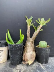 G070 「イベント品」3株セット　P.グラキリスMなど　塊根+多肉植物セット【内容は写真を要確認・発根未確認・塊根植物・多肉植物・サボテン】のサムネイル