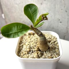 レア種 ユーフォルビア モラティ モラティー 抜き苗 ① - メルカリ