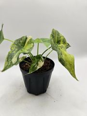 アロカシア メロ アルボ 斑入り Alocasia Melo Albo Variegated - メルカリ