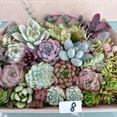 8 多肉植物寄せ植えセットのサムネイル