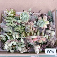 306 訳あり多肉植物のサムネイル