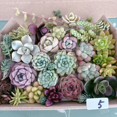 5  多肉植物寄せ植えセットのサムネイル