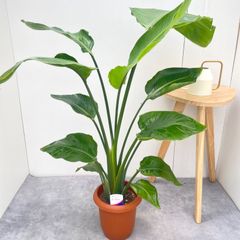 サイカス クリビコーラ ルテア 1【現品】☆希少☆ 観葉植物 ソテツ 5号