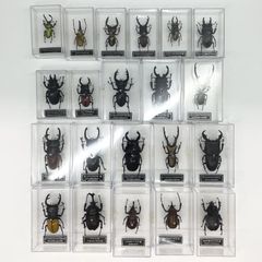 中古】開封)箱イタミ 超生命体ﾄﾗﾝｽﾌｫｰﾏｰ ﾋﾞｰｽﾄｳｫｰｽﾞﾘﾀｰﾝｽﾞ ﾘﾀｰﾝｽﾞｺﾝﾎﾞｲ