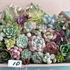 多肉植物寄せ植え⭐︎そのまま飾れる⭐︎ピンク - メルカリ