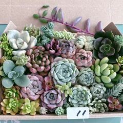 11 多肉植物寄せ植えセットのサムネイル