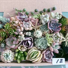 12 多肉植物寄せ植えセットのサムネイル