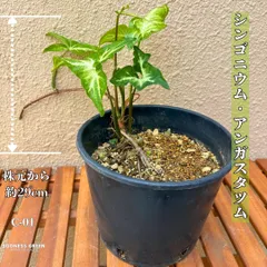 シンゴニウム・アンガスタツム  観葉植物 【抜き苗】 約29cm C-01のサムネイル