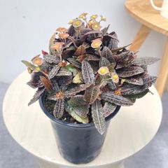 サイカス　クリビコーラ　ルテア　1【現品】☆希少☆ 観葉植物　ソテツ　5号 サイカス クリビコーラ ルテア 1【現品】☆希少☆ 観葉植物 ソテツ 5号