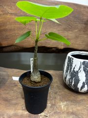 現品 ボンバックス 43番 塊根植物 観葉植物 卓上 インテリアグリーン