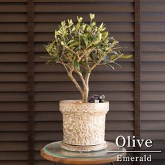 盆栽 エバーフレッシュ 曲がり仕立て 5号陶器鉢 Ever fresh BONSAI