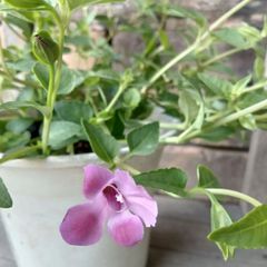 スーパートレニア2年生苗☆カタリーナ☆ラムレーズン開花苗一苗☆9