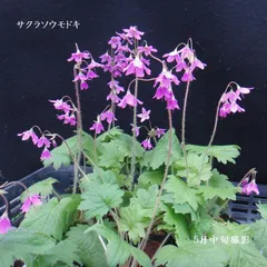 ［山野草］ 北海道のサクラソウ　3ポットのサムネイル