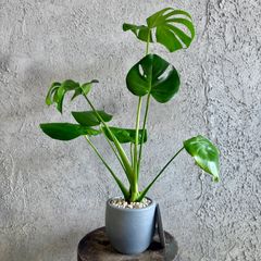 超特大 根上がり モンステラ 11号 グラスファイバー陶器鉢 植え込み