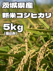 茨城県産5kgコシヒカリ 令和8年産 一等米 農家直送 精米したてのお米