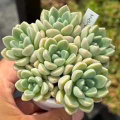 ハオルチア　白蛇伝　カキコ　中株サイズ　糊斑　未発根 ハオルチア ☆ 白蛇伝（カキ仔発根済み）斑入り 糊斑 - メルカリ
