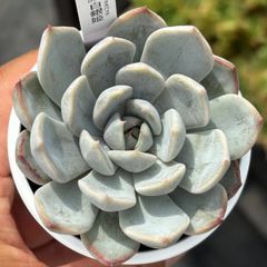ハオルチア ☆ 白蛇伝（カキ仔発根済み）斑入り 糊斑 - メルカリ