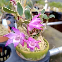 セッコク 赤花6鉢セットのサムネイル