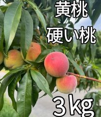 マツモト商店『年中無休』 - メルカリShops