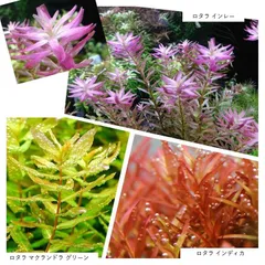 水草５種セット(計６０本)のサムネイル
