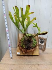 ビカクシダ】ワリチー P. wallichii ワイルド タイ産(1年養生株