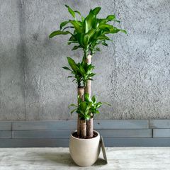 19【ドラセナ　フラグランス約180cm】大型観葉植物｜西海岸インテリア｜ 育て易い19【ドラセナ フラグランス約180cm】大型観葉植物｜西海岸
