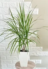 【現品】ドラセナコンシンネ　ホワイトホリー　観葉植物のサムネイル