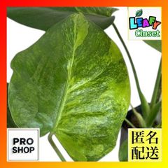 塊茎植物 オンブー(フィトラッカ・ディオイカ) 3号陶器鉢(現品 一点