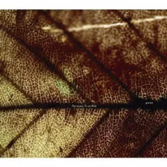 (CD)「gene」 - Pay money To my Pain/Pay money To my Painのサムネイル