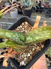 Opuntia gomei 'Old Mexico' オプンチア ゴメイ オールドメキシコ