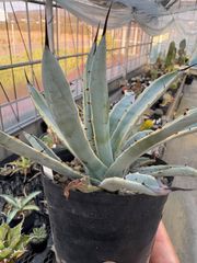 Opuntia gomei 'Old Mexico' オプンチア ゴメイ オールドメキシコ