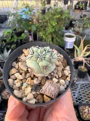 Ortegocactus macdougallii　オルテゴカクタス　マクドガリー　サボテンのサムネイル