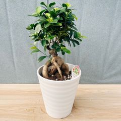現品］B ロシアンオリーブ 8号 庭 玄関 屋外 ヤナギバグミ 育てやすい