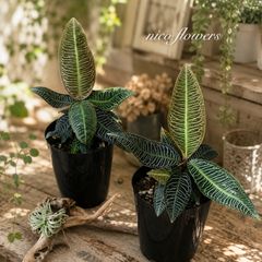 希少♡斑入り♡エバーフレッシュ♡ネムの木♡観葉植物♡インテリア