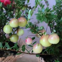 希少♡斑入り♡エバーフレッシュ♡ネムの木♡観葉植物♡インテリア