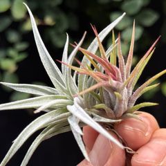 ティランジア ボブホルムズジュエル Tillandsia - メルカリ