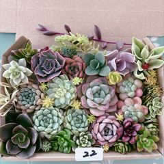 多肉植物カット苗詰め合わせ① ゆうパケットプラス箱で発送 - メルカリ