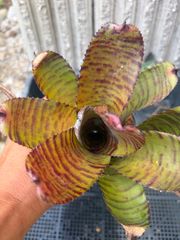 セファロタス seedling of Hummer's Giant 02 BCP - メルカリ