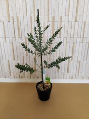 ユーカリ ムーンラグーン 鉢植え 苗 - メルカリ