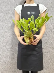 【 Lサイズ】D45 ▽P.ridleyi Wild from Central Borneo ▽ リドレー　リドレイ【PLANET】ビカクシダのサムネイル