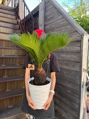 蘇鉄 ソテツ ③ 観葉植物 ドライガーデン - メルカリ