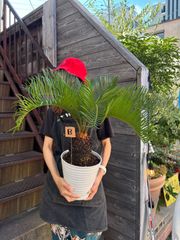蘇鉄 ソテツ ② 観葉植物 ドライガーデン - メルカリ