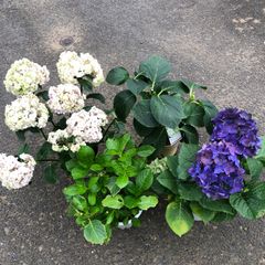 B アジサイ 8寸2鉢 マジカルレボリューション 紫陽花 - メルカリ