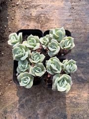 新入荷 20株の抜き苗セット ラッキーバラ 多肉植物 佐川急便発送