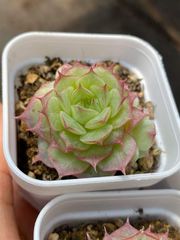 新入荷 20株の抜き苗セット ラッキーバラ 多肉植物 佐川急便発送