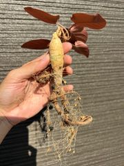 ユーフォルビア ナディアエ 実生株① 鉢ごと発送 - メルカリ