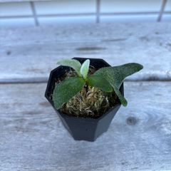 P. willinckii ' Masayu'【TC】 ビカクシダ - メルカリ